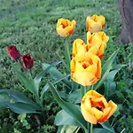 La Rose Des Vents Frühstückspension